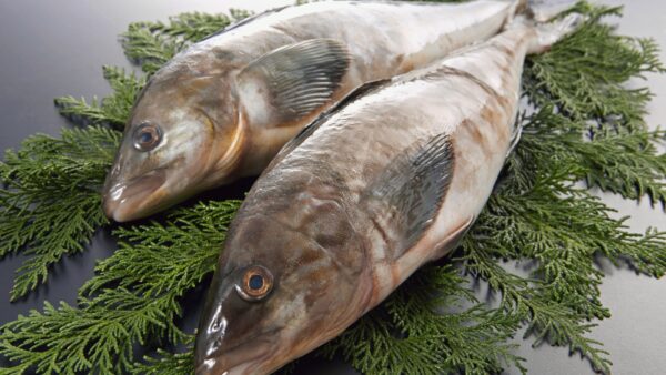 旨・安！北海道産の真ホッケ干物300g前後×7日分セット